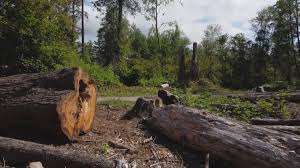 Trusted Brockton, MA Tree Removal Experts
