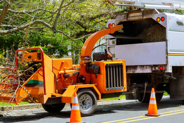 Best Hazardous Tree Removal  in Brockton, MA