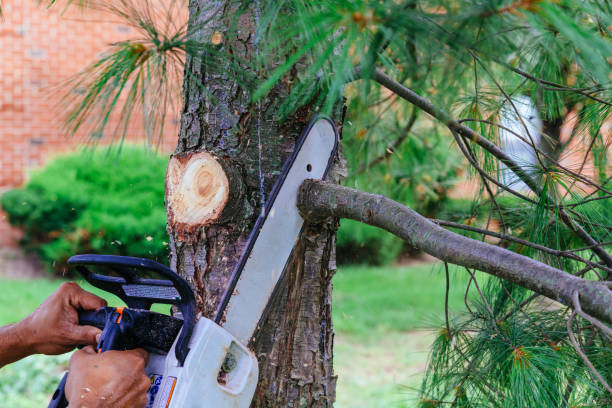 Best Emergency Tree Removal  in Brockton, MA